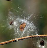 tolita lékařská <i>(Vincetoxicum hirundinaria)</i> / Plod