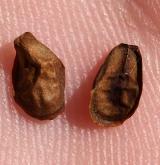 tolita lékařská <i>(Vincetoxicum hirundinaria)</i> / Plod