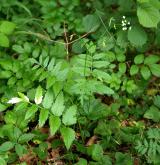 bedrník větší <i>(Pimpinella major)</i> / Habitus