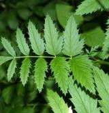 bedrník větší <i>(Pimpinella major)</i> / List