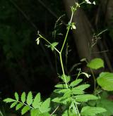 bedrník větší <i>(Pimpinella major)</i> / Habitus