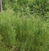 Ruderální vegetace dvouletých až víceletých druhů na mělkých kamenitých substrátech <i>(Dauco carotae-Melilotion)</i> / Porost