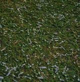 Vegetace převážně ponořených vodních rostlin zakořeněných ve dně <i>(Potamion)</i> / Porost