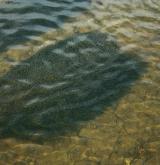 Vegetace převážně ponořených vodních rostlin zakořeněných ve dně <i>(Potamion)</i> / Porost