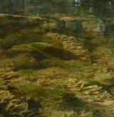 Vegetace převážně ponořených vodních rostlin zakořeněných ve dně <i>(Potamion)</i> / Porost