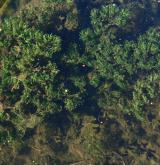 Vegetace převážně ponořených vodních rostlin zakořeněných ve dně <i>(Potamion)</i> / Porost