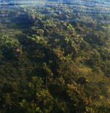 Vegetace převážně ponořených vodních rostlin zakořeněných ve dně <i>(Potamion)</i> / Porost