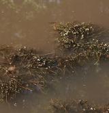 Vegetace převážně ponořených vodních rostlin zakořeněných ve dně <i>(Potamion)</i> / Porost