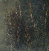 Vegetace převážně ponořených vodních rostlin zakořeněných ve dně <i>(Potamion)</i> / Porost