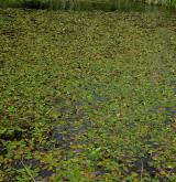 Vegetace převážně ponořených vodních rostlin zakořeněných ve dně <i>(Potamion)</i> / Porost