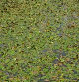 Vegetace převážně ponořených vodních rostlin zakořeněných ve dně <i>(Potamion)</i> / Porost