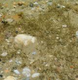 Vegetace převážně ponořených vodních rostlin zakořeněných ve dně <i>(Potamion)</i> / Porost