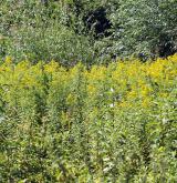 Ruderální vegetace dvouletých až víceletých druhů na mělkých kamenitých substrátech <i>(Dauco carotae-Melilotion)</i> / Porost