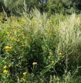 Ruderální vegetace dvouletých až víceletých druhů na mělkých kamenitých substrátech <i>(Dauco carotae-Melilotion)</i> / Porost