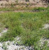 Nitrofilní vegetace obnažených den a vlhkých ruderálních stanovišť <i>(Bidention tripartitae)</i>