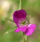 koukol polní <i>(Agrostemma githago)</i> / Květ/Květenství