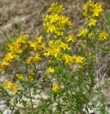 třezalka tečkovaná <i>(Hypericum perforatum)</i> / Habitus