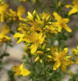 třezalka tečkovaná <i>(Hypericum perforatum)</i> / Květ/Květenství