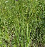 česnek hranatý <i>(Allium angulosum)</i> / Habitus