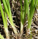 česnek hranatý <i>(Allium angulosum)</i> / List