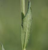 trýzel vonný <i>(Erysimum odoratum)</i> / List
