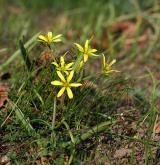 křivatec rolní <i>(Gagea villosa)</i> / Habitus