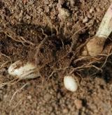 křivatec luční <i>(Gagea pratensis)</i> / Zásobní orgán/orgán klonálního růstu