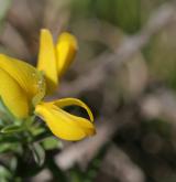 kručinka chlupatá <i>(Genista pilosa)</i> / Květ/Květenství