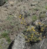 kručinka chlupatá <i>(Genista pilosa)</i> / Porost
