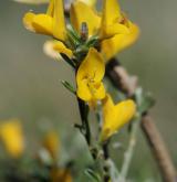 kručinka chlupatá <i>(Genista pilosa)</i> / Květ/Květenství