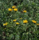 oman srstnatý <i>(Inula hirta)</i> / Habitus