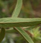 oman srstnatý <i>(Inula hirta)</i> / List