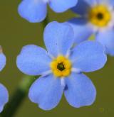 pomněnka bahenní <i>(Myosotis palustris)</i> / Květ/Květenství