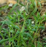 pomněnka řídkokvětá <i>(Myosotis sparsiflora)</i> / Habitus