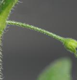 pomněnka řídkokvětá <i>(Myosotis sparsiflora)</i> / Květ/Květenství