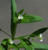 pomněnka řídkokvětá <i>(Myosotis sparsiflora)</i> / Květ/Květenství