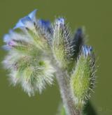 pomněnka drobnokvětá <i>(Myosotis stricta)</i> / Květ/Květenství