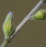 pomněnka drobnokvětá <i>(Myosotis stricta)</i> / Květ/Květenství