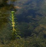 stolístek přeslenitý <i>(Myriophyllum verticillatum)</i> / Porost