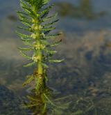 stolístek přeslenitý <i>(Myriophyllum verticillatum)</i> / Květ/Květenství