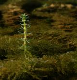 stolístek přeslenitý <i>(Myriophyllum verticillatum)</i> / Habitus