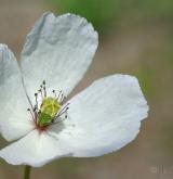 mák bělokvětý <i>(Papaver maculosum)</i> / Květ/Květenství