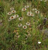 pupava obecná <i>(Carlina vulgaris)</i> / Habitus
