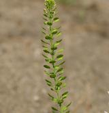řeřicha hustokvětá <i>(Lepidium densiflorum)</i> / Květ/Květenství