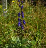oměj šalamounek <i>(Aconitum plicatum)</i> / Habitus