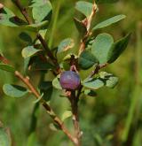 brusnice bahenní <i>(Vaccinium uliginosum)</i> / Habitus