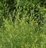 komonice lékařská <i>(Melilotus officinalis)</i> / Habitus