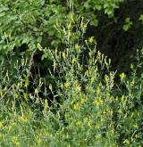 komonice lékařská <i>(Melilotus officinalis)</i> / Habitus