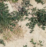 Jednoletá sešlapávaná vegetace suchých stanovišť <i>(Coronopodo-Polygonion arenastri)</i> / Porost