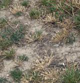 Jednoletá sešlapávaná vegetace suchých stanovišť <i>(Coronopodo-Polygonion arenastri)</i> / Porost